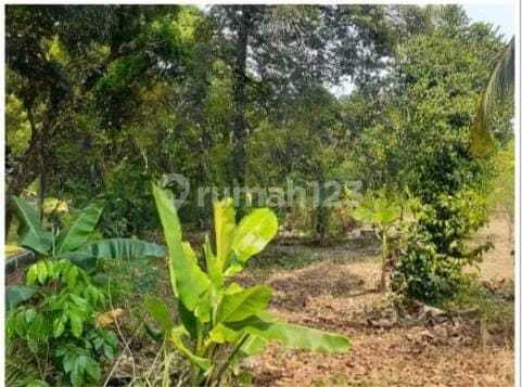 Tanah di Pondok Rajeg Cibinong Bogor Nego Strategis