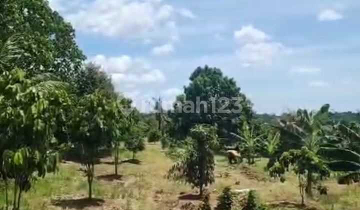Tanah 4000 Bonus Villa Deket Developer di Parung Panjang