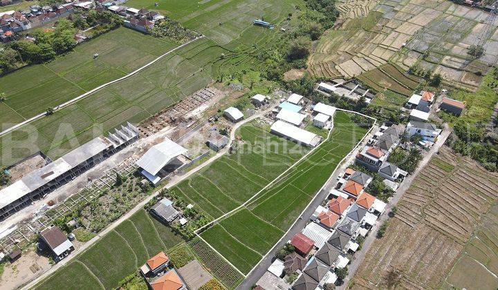 2500m2 Stunning Land With Ricefieldview In Buduk 2