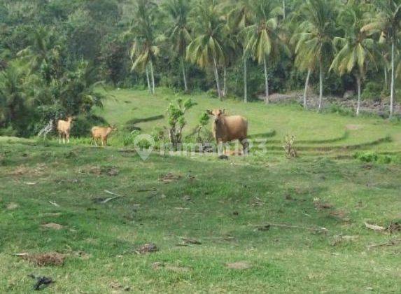 Land SHM 7005 m² Jembrana Bali Near Beach 1