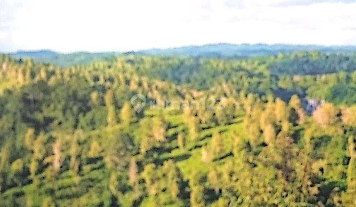 Tanah Perkebunan di Ciemas Sukabumi Dijual 30rb per m2 1