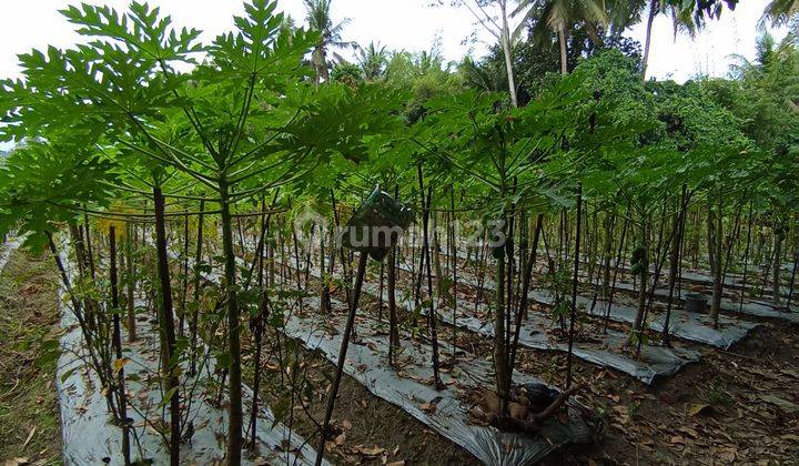 Tanah Sawah Produktif, 1145 m², SHM, Siap Garap