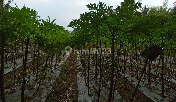 Tanah Sawah Produktif, 1145 m², SHM, Siap Garap