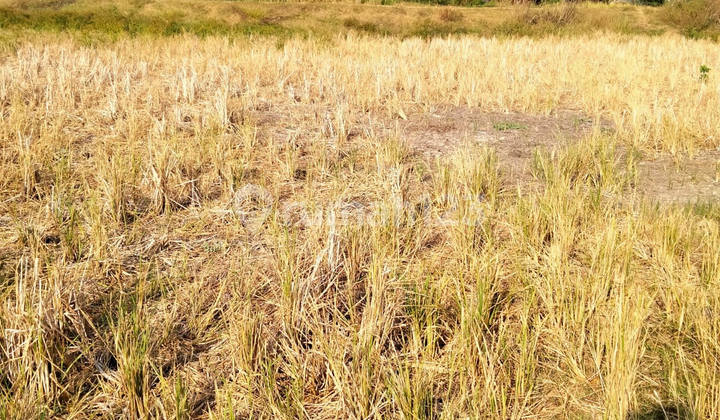 Lease of Rice Field Land in Pulokukun Village, SHM, Car Access