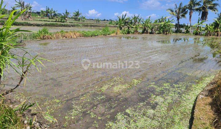 Disewakan Tanah 5,5 Are di Singapadu Kaleran gianyar, Cocok Dibangun Villa 1