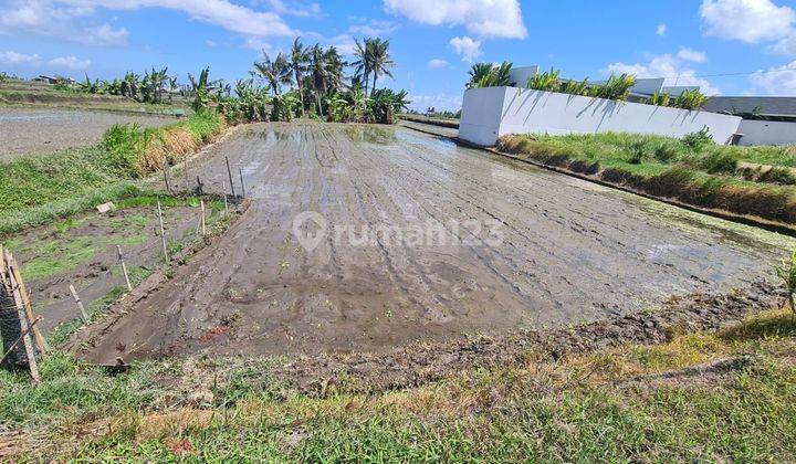 Disewakan Tanah 5,5 Are di Singapadu Kaleran gianyar, Cocok Dibangun Villa 2