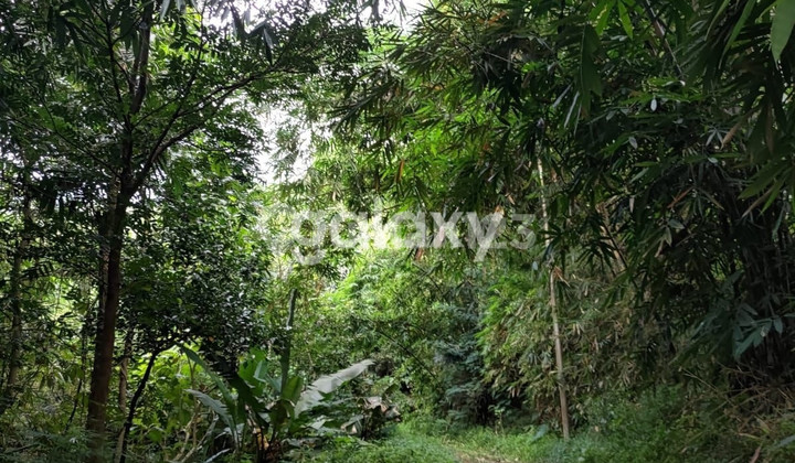 Murah Tanah Kebun Durian 4 Hektar Banyubiru Ambarawa Semarang 2
