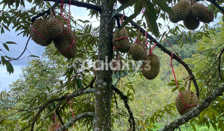 Murah Tanah Kebun Durian 4 Hektar Banyubiru Ambarawa Semarang 1