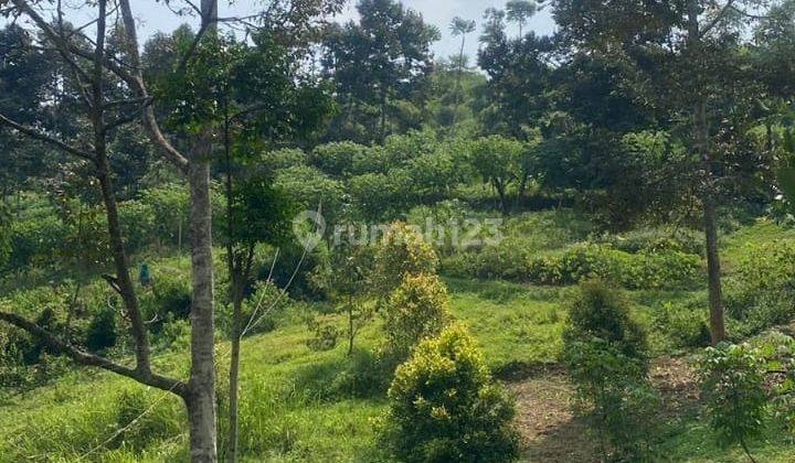 Dijual Tanah Kebun di Cikanyere Puncak 1