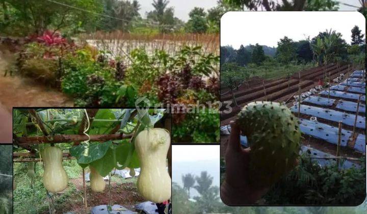 Di Jual Tanah Kebun Siap Pakai di Cipanas Puncak 1