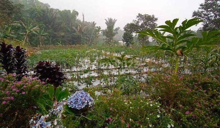 Di Jual Tanah Kebun Siap Pakai di Cipanas Puncak 2