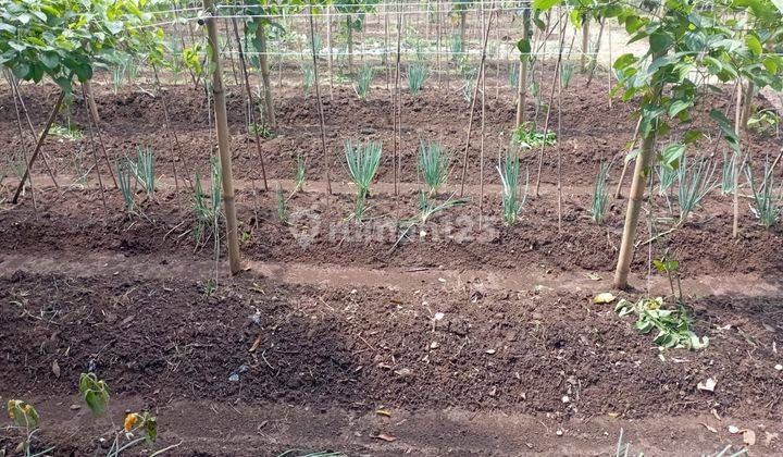 Di Jual Tanah Kebun Siap Pakai di Cipanas Puncak 2