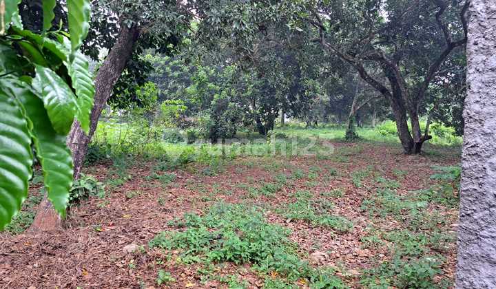 Dijual Tanah di Jalan Raya Cileungsi Dekat Taman Buah Mekarsari Dijual Tanah di Jalan Raya Cileungsi Dekat Taman Buah Mekarsari