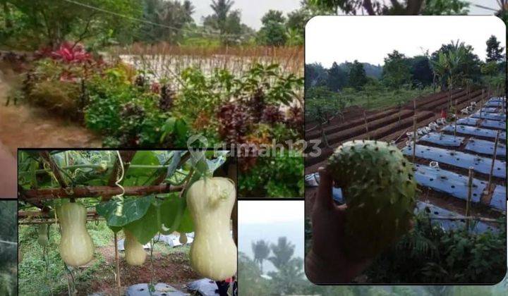 DIJUAL TANAH KEBUN SIAP PAKAI DI CIPANAS PUNCAK 1