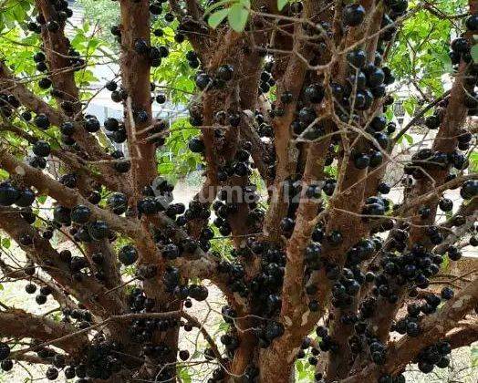 Rumah Luas Taman Bungan Dan Kebun Buah-Buah an Cileunyi Dekat Jatinangor  2