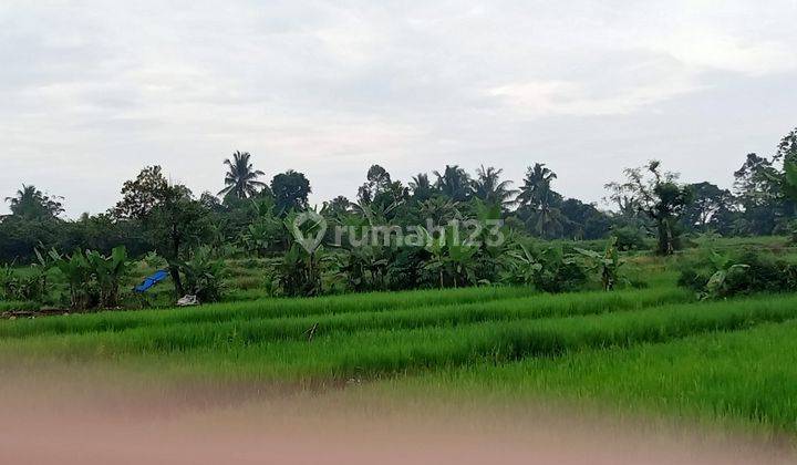 Tanah Murah Untuk Vila Kebun di Jalan Utama 3000 M2 Dekat Curug Air Terjun Jalan Raya Abdul Fatah Tenjolaya Kabupaten Bogor 2