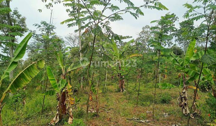 TOP MURAH LANGKA Tanah Purwodadi, Lawang 2