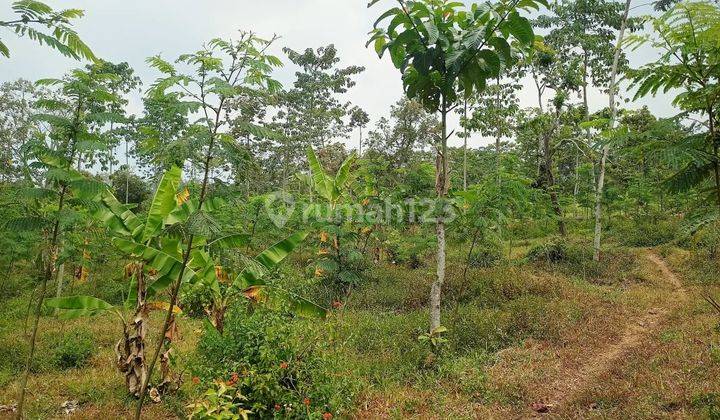 TOP MURAH LANGKA Tanah Purwodadi, Lawang 1