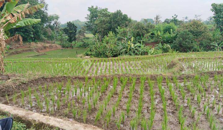 Dijual Tanah Sawah Luas di Tonjong, Majalengka 2