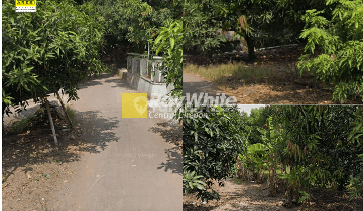 Dijual Tanah Kavling Kebun Mangga di Cijurey, Panyingkiran, Majalengka 1