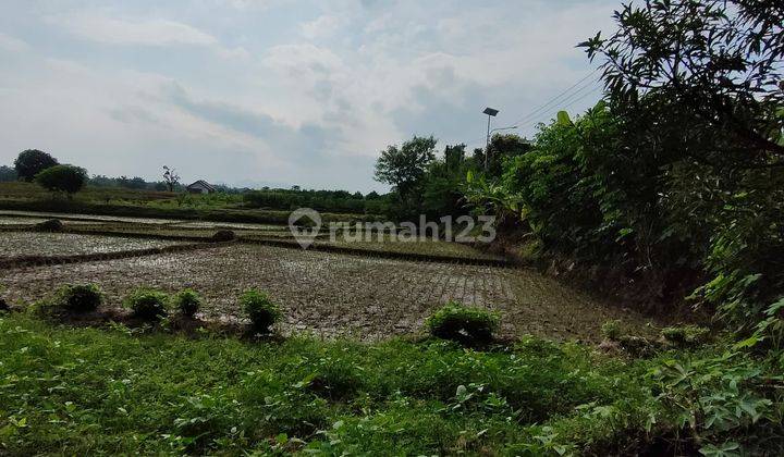 Tanah Sawah Produktif di Jatiwangi, Majalengka 2