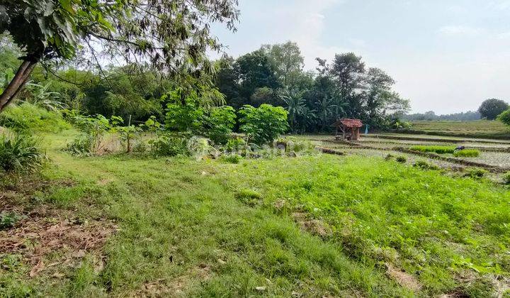 Tanah Sawah Produktif di Jatiwangi, Majalengka 1