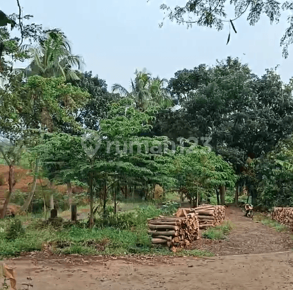 Tanah Kebun Jati di Tenjolayar, Majalengka 1