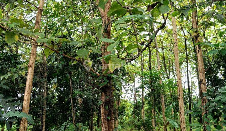 Tanah Kebun Jati di Tenjolayar, Majalengka 2