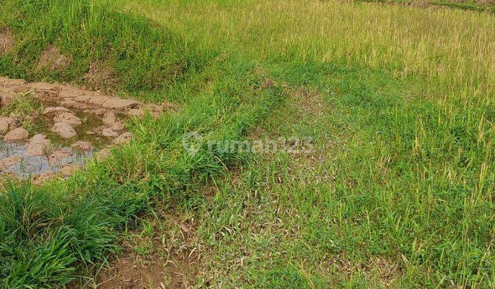 Dijual Tanah Sawah di Leuwisadeng, Bogor, Jawa Barat   2