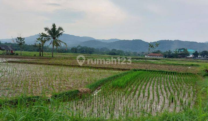 Dijual Tanah Sawah di Leuwisadeng, Bogor, Jawa Barat   1