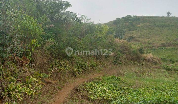 Tanah Perkebunan Teh Masih Produksi Dijual Cepat Tinggal Panen di Cianjur Selatan Jabar Harga Nego Abis 1