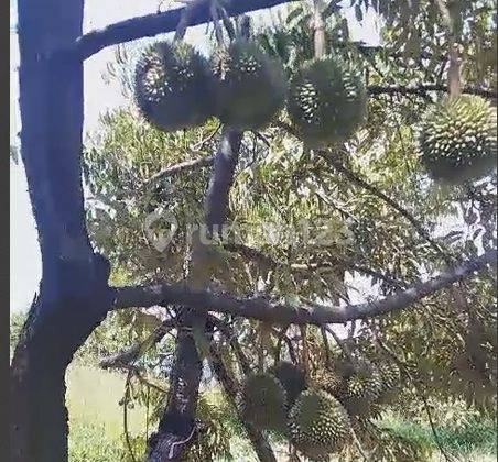 Tanah  dengan LAHAN PRODUKTIF Ex - PENGGEMUKAN SAPI dan KEBUN BUAH BOGOR di bogor  dan Harga Nego  1