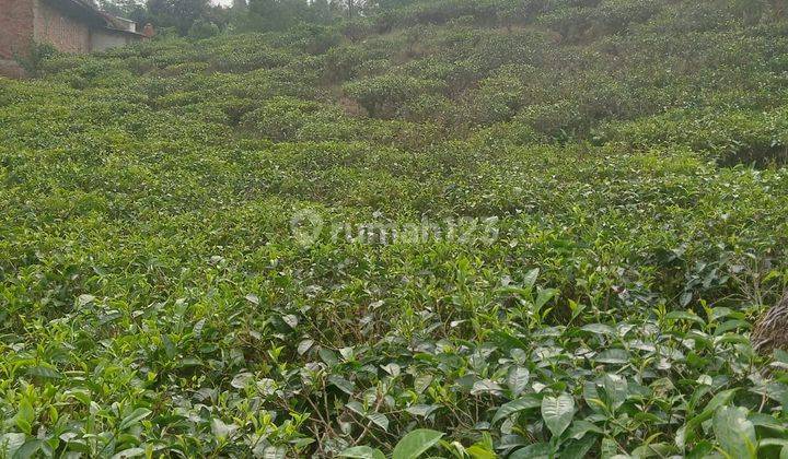 Tanah Perkebunan Teh Masih Produksi Dijual Cepat Tinggal Panen di Cianjur Selatan Jabar Harga Nego Abis 2