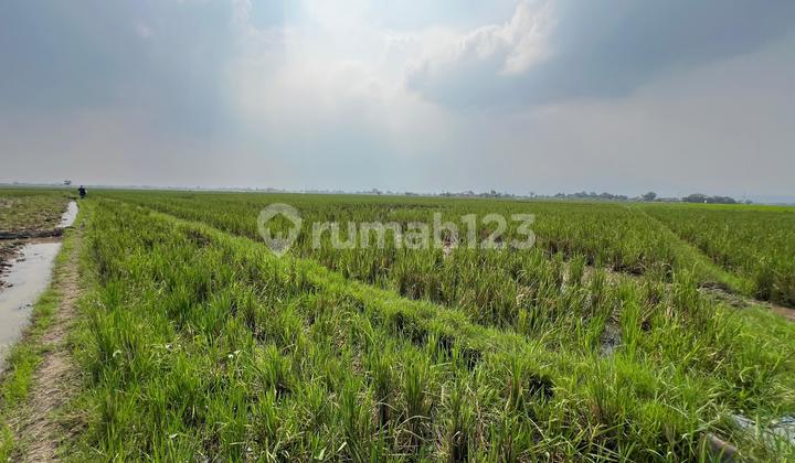 Dijual Tanah (sawah) Rancaekek Bandung  1