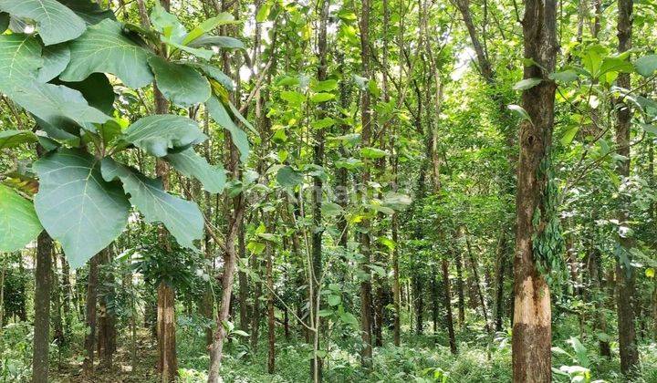 Tanah Kebon Di Mijen 2354.0 M² Shm Zona Hijau Pohon Jati 1