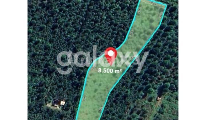 Durian and Coffee Plantation Land in Tinggarsari Busung Biu Buleleng, Bali