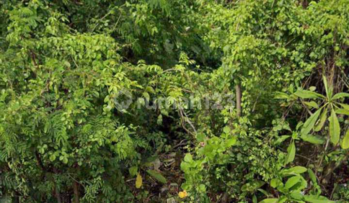 Land Ready to Build, Area 7.41 Ares in Denpasar, CN Land Ready to Build, Area 7.41 Ares in Denpasar, CN