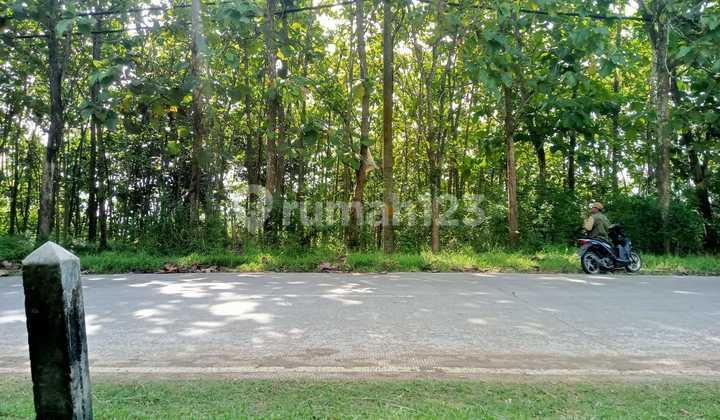 Land with Teak Trees by the Main Road