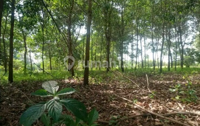 Tanah/Kavling Komersial Kebun Rambutan, Cikaum, Subang, Jawa Barat Tanah/Kavling Komersial Kebun Rambutan, Cikaum, Subang, Jawa Barat