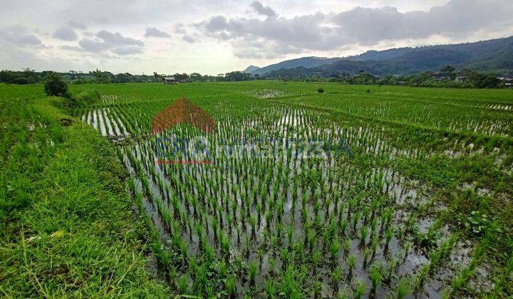 Tanah Sistem Irigasi Bagus Dan Sawah Produktif Lawang 2