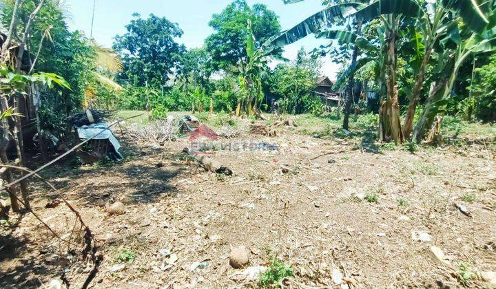 Tanah Dekat Poros Jalan Provinsi Cocok Untuk Kebun Alpukat Dan Gudang Di Purwodadi 2