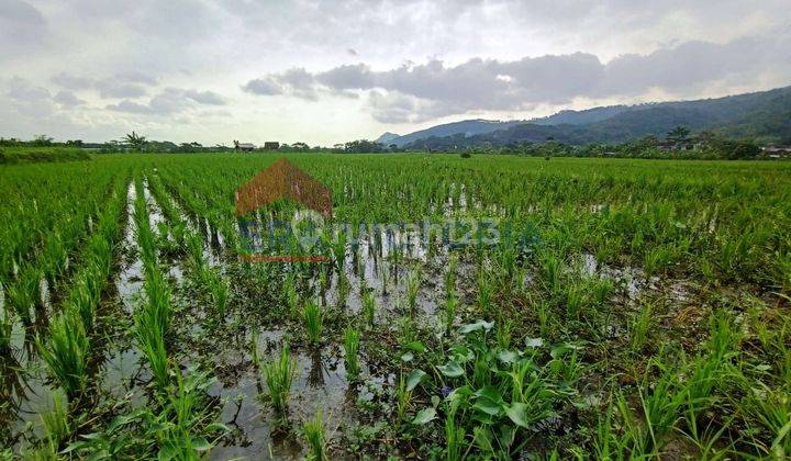 Tanah Sistem Irigasi Bagus Dan Sawah Produktif Lawang 1