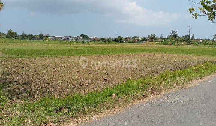 Tanah Shm Sawah Di Selatan Grandpuri Gabusan, Mangku Aspal Murah 1