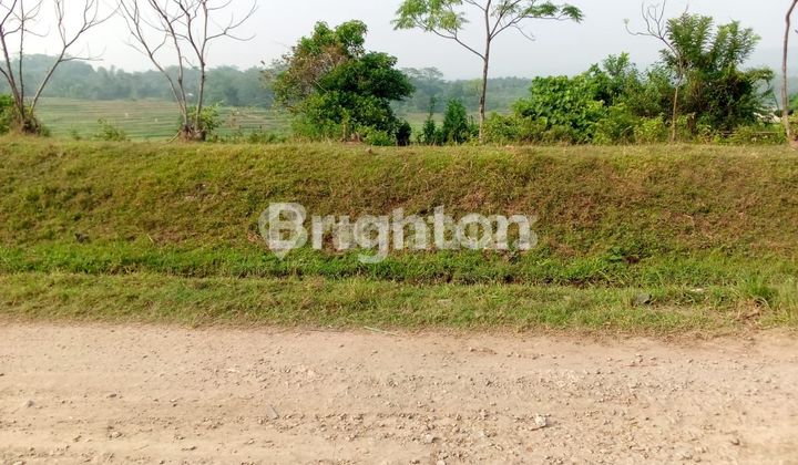Tanah Sawah Luas di Jonggol Tanah Sawah Luas di Jonggol