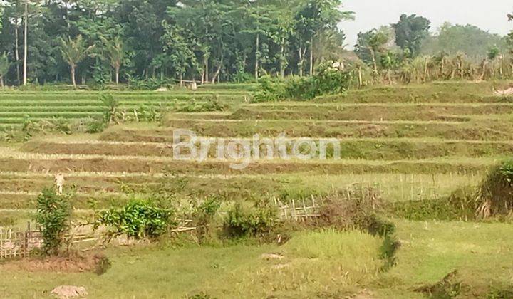 Tanah Sawah Luas di Jonggol  2