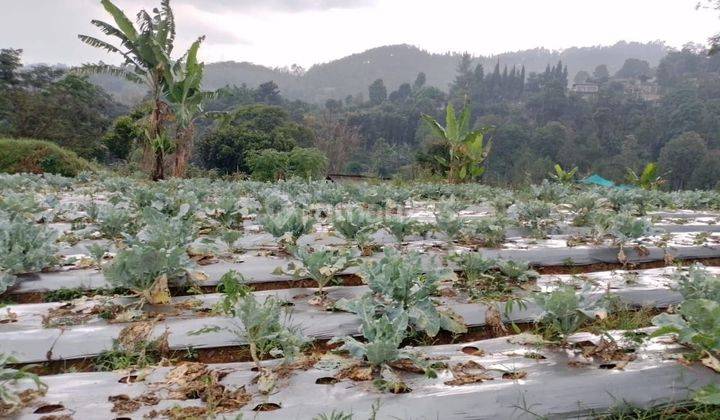 Tanah Strategis Dago Giri Bandung Cocok Untuk Villa, Kebun, Dan Bangunan Komersil 1