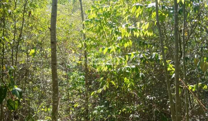 For Quick Sale: Land Suitable for Farming or Building a Tourist Destination in Kombi District, Minahasa, North Sulawesi