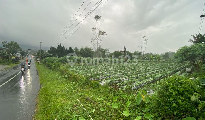 Tanah Luas Pinggir Jalan Raya Dekat Perkemahan Wisata Tanah Luas Pinggir Jalan Raya Dekat Perkemahan Wisata