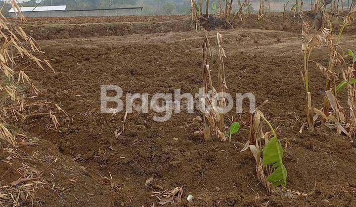 / kan Tanah di daerah Beber, Cirebon 2