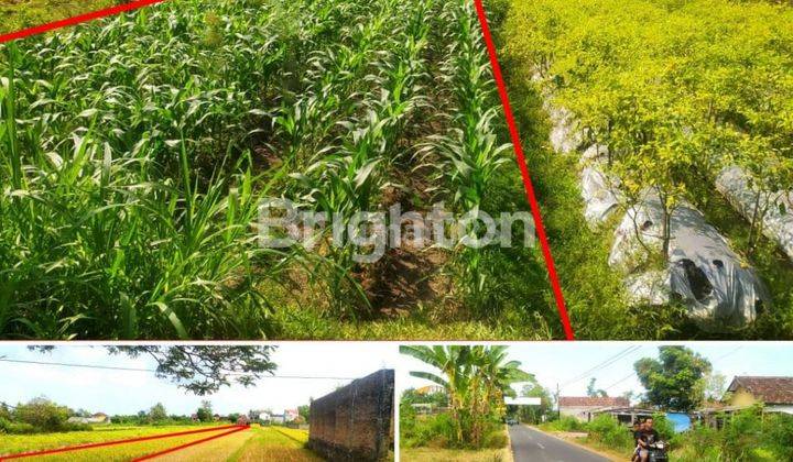 SAWAH JALUR KUNING, BISA PENGERINGAN 1